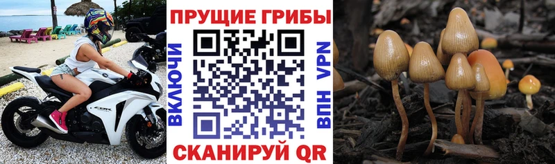 Галлюциногенные грибы прущие грибы Гремячинск
